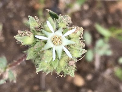Potentilla tilingii, photographed by Steve Woodward