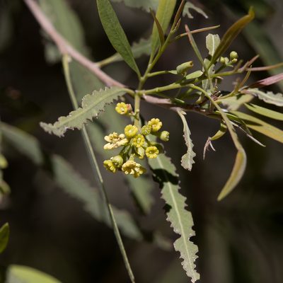 Alectryon oleifolius, photographed by Kym Nicolson