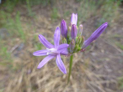 Dichelostemma multiflorum, photographed by Steve Woodward