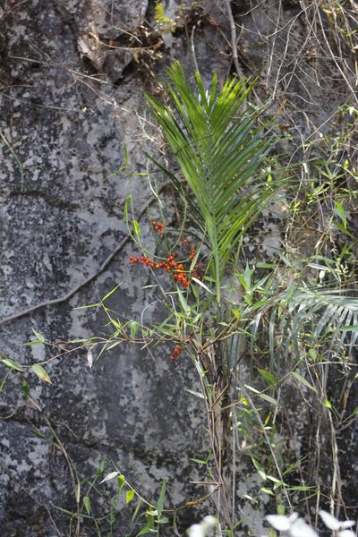 Chamaedorea radicalis, photographed by Juan Cruzado Cortés