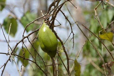 Anemopaegma puberulum, photographed by Neptalí Ramírez Marcial