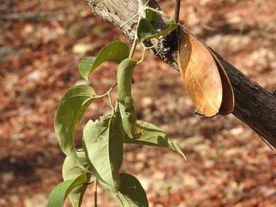 Anemopaegma puberulum, photographed by Neptalí Ramírez Marcial