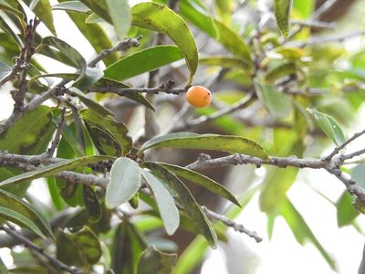 Maytenus chiapensis, photographed by Neptalí Ramírez Marcial