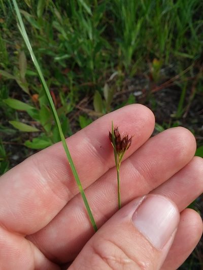 Rhynchospora baldwinii, photographed by Will McFarland