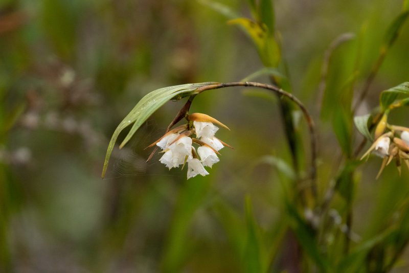 Elleanthus albiflorus, photographed by Thibaud Aronson