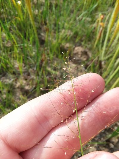 Dichanthelium erectifolium, photographed by Will McFarland