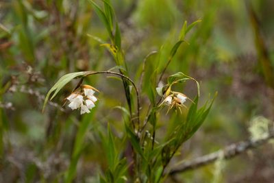 Elleanthus albiflorus, photographed by Thibaud Aronson