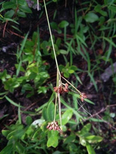 Rhynchospora compressa, photographed by Will McFarland