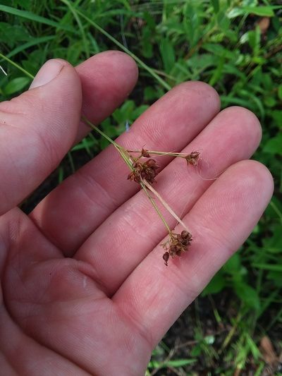 Rhynchospora compressa, photographed by Will McFarland