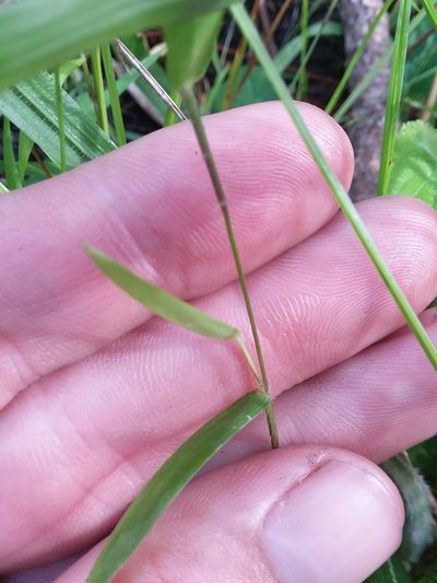 Dichanthelium curtifolium, photographed by Will McFarland