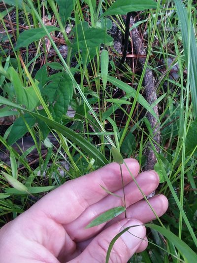 Dichanthelium curtifolium, photographed by Will McFarland