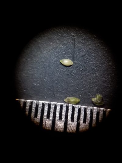 Dichanthelium curtifolium, photographed by Will McFarland
