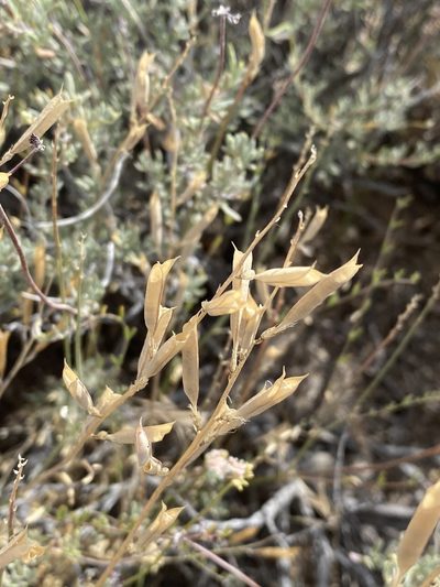 Astragalus remotus, photographed by Matt Berger