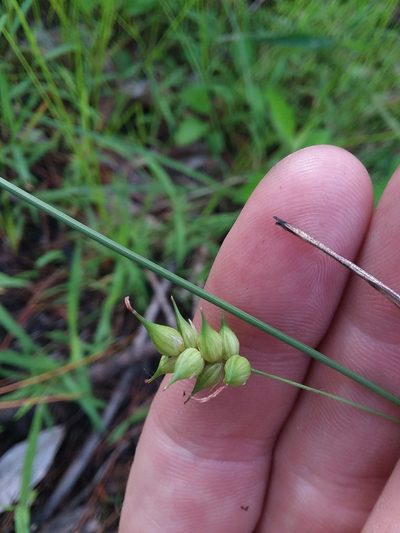 Carex turgescens, photographed by Will McFarland