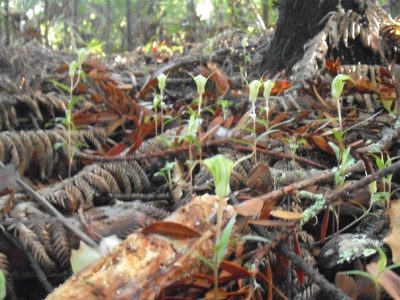 Pterostylis brumalis, photographed by Stephen Thorpe