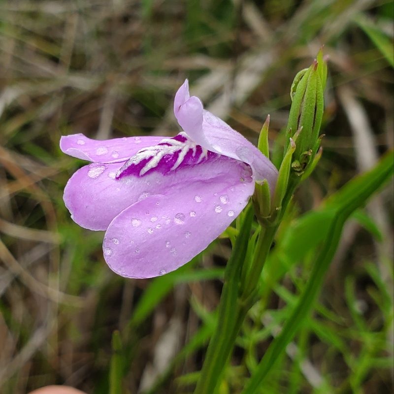 Dianthera crassifolia, photographed by Laura Gaudette