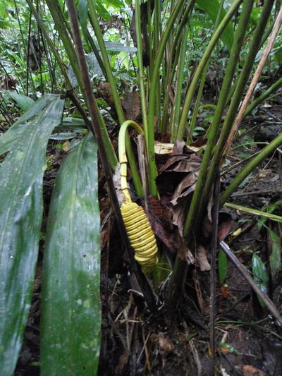 Cyclanthus bipartitus, photographed by alex2281