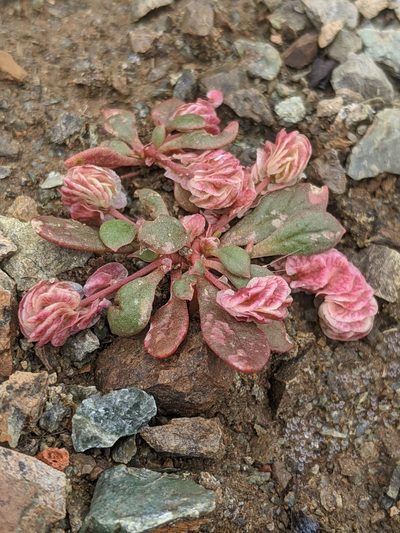 Cistanthe quadripetala, photographed by Alex Heyman