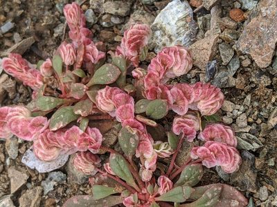 Cistanthe quadripetala, photographed by Alex Heyman