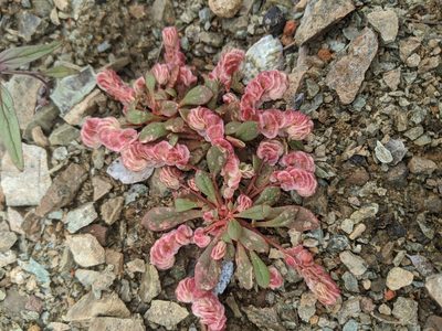 Cistanthe quadripetala, photographed by Alex Heyman