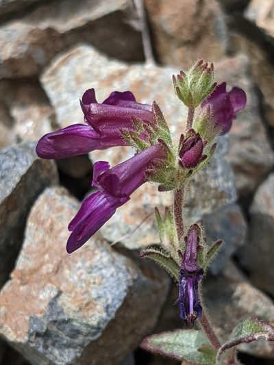 Collinsia greenei, photographed by Alex Heyman