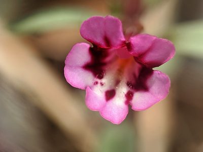 Diplacus layneae, photographed by Alex Heyman