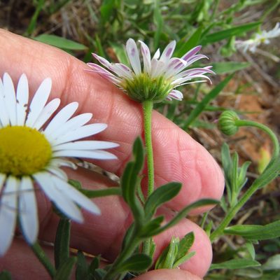 Aphanostephus skirrhobasis, photographed by Annika Lindqvist