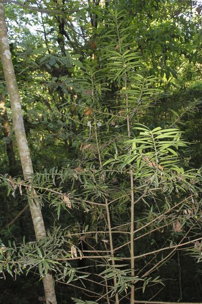 Podocarpus matudae, photographed by Juan Cruzado Cortés