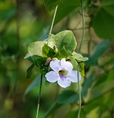 Thunbergia laurifolia, photographed by Rejoice Gassah