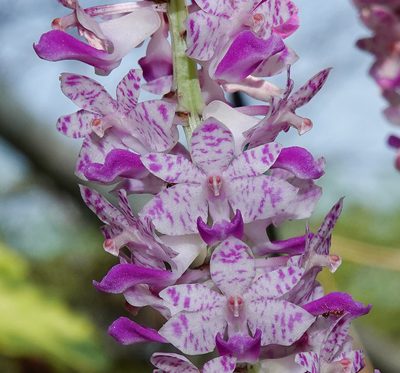 Rhynchostylis retusa, photographed by Rejoice Gassah