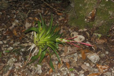 Tillandsia deppeana, photographed by Juan Cruzado Cortés