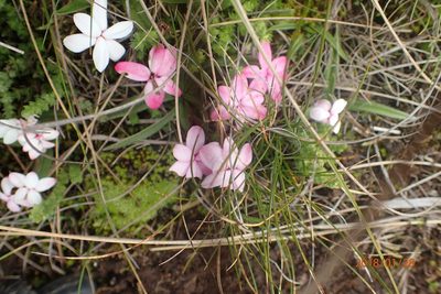 Hypoxis baurii, photographed by Peter Warren
