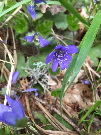 Hepatica transsilvanica, photographed by Conrad Altmann