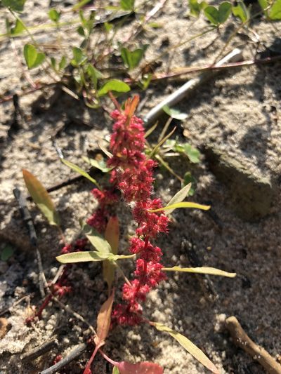 Rumex ucranicus, photographed by Valerii Glazunov