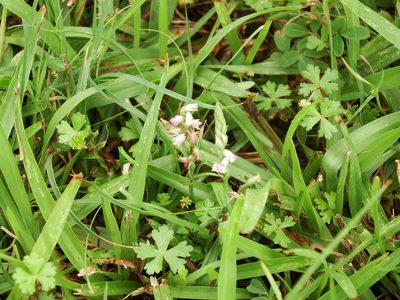 Spiranthes sinensis, photographed by 高山田鼠