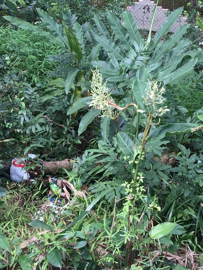 Alpinia galanga, photographed by Yj
