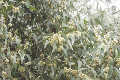Eucalyptus tricarpa, photographed by Rod Lowther