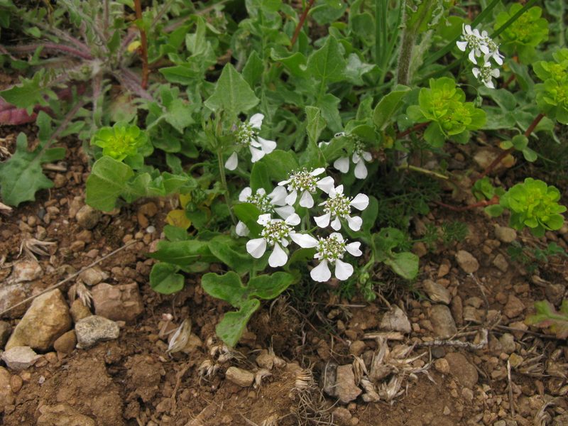 Scandix australis, photographed by Igor Balashov
