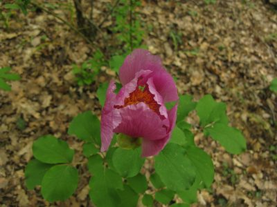 Paeonia daurica, photographed by Igor Balashov