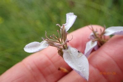 Moraea brevistyla, photographed by Peter Warren