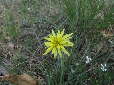 Pseudopodospermum molle, photographed by Igor Balashov