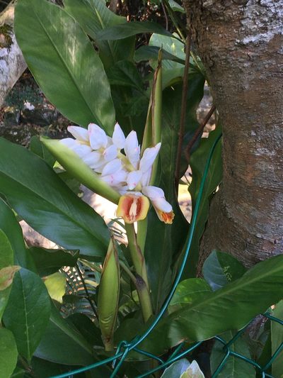 Alpinia hainanensis, photographed by Yj