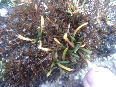 Liparophyllum gunnii, photographed by Brett Sandford