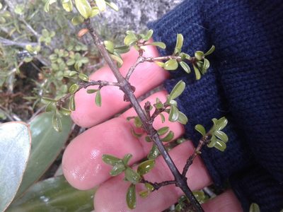 Coprosma crenulata, photographed by Brett Sandford