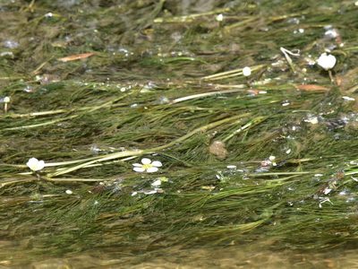 Ranunculus fluitans, photographed by Nasser Halaweh