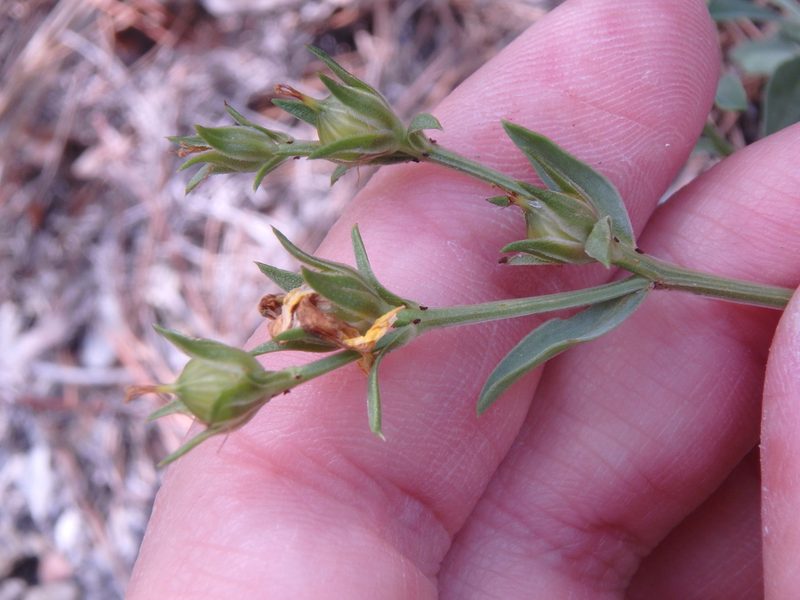Linum tauricum, photographed by Сергей Крыленко