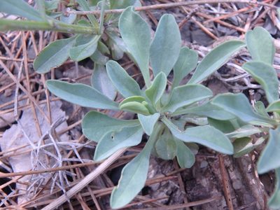 Linum tauricum, photographed by Сергей Крыленко