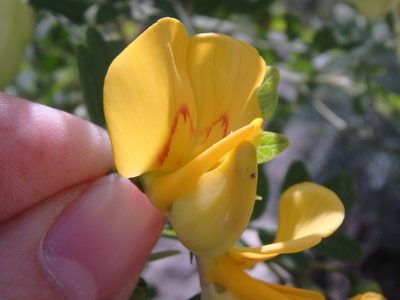 Colutea cilicica, photographed by Сергей Крыленко