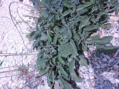 Salvia ringens, photographed by Сергей Крыленко