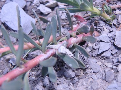 Euphorbia petrophila, photographed by Сергей Крыленко